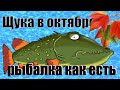 Щука в октябре , рыбалка как есть.