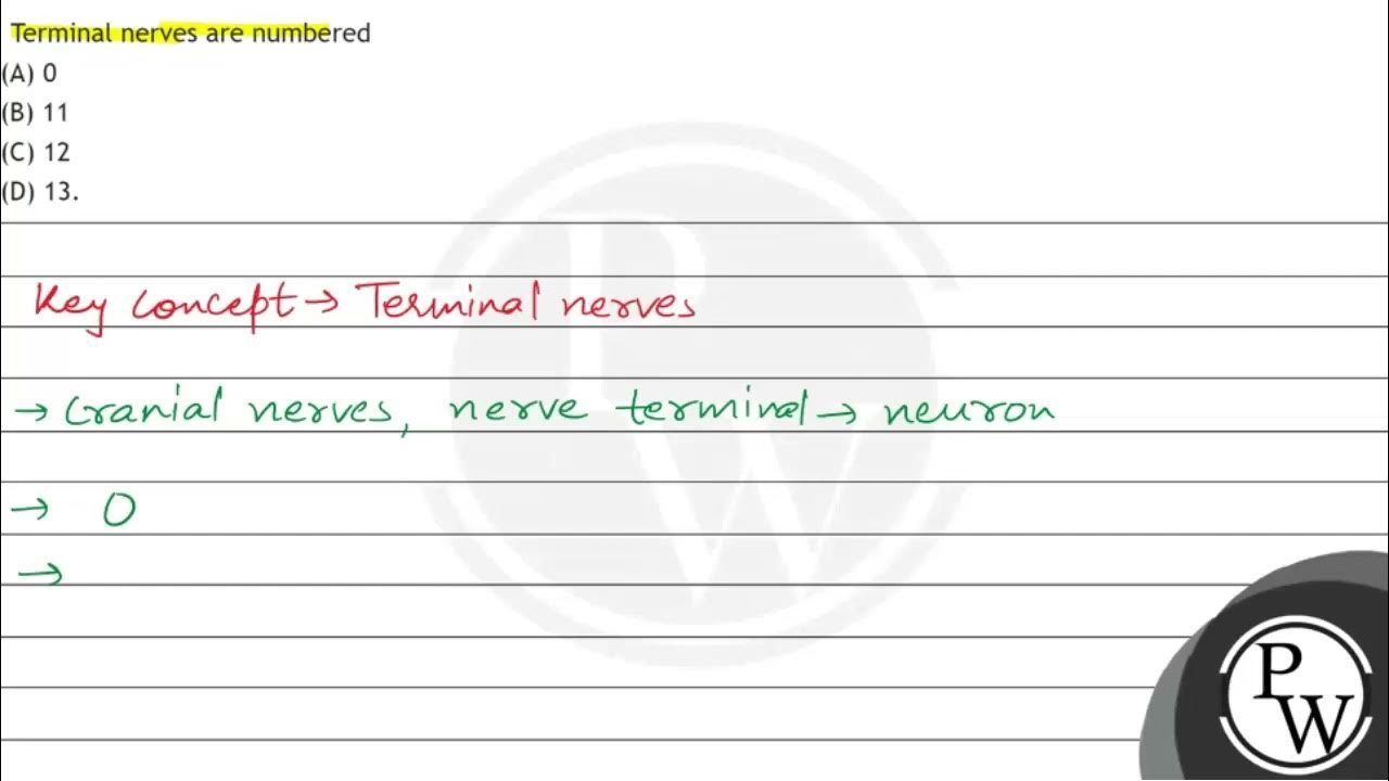 Terminal nerves are numbered (A) 11 (B) 12 (C) 13 (D) undefined YouTube