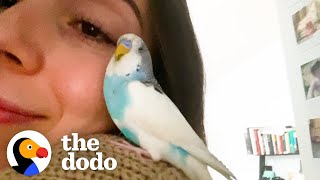 This Woman Finds An Abandoned Parakeet In New York City | The Dodo Soulmates screenshot 5