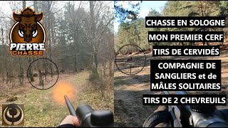 CHASSE SOLOGNE BATTUE, 1 CERF MON PREMIER, 20 SANGLIERS EN COMPAGNIE, TIRS DE CERVIDÉS ET 2 BROCARDS