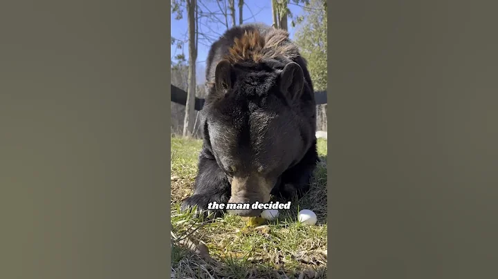 #bear #animals #cute - DayDayNews