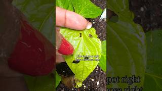 Stop holes in your plant leaves fast! #gardeningtips