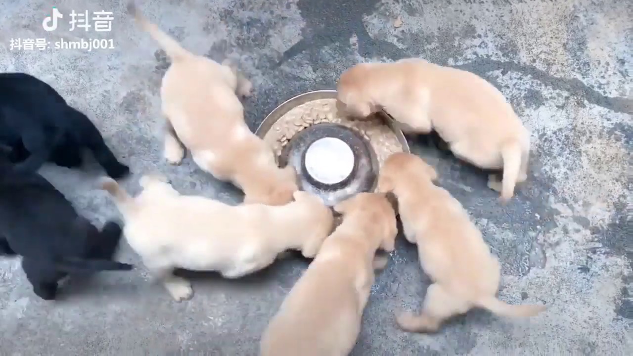 Tiktok Cat Tik Tok Pet Tik Tok Funny Dog Videos Compilation 5 Youtube Funny Dog Videos Dog Gifs Cute Animal Videos