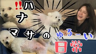 パクってされてキレる犬と最近の寝相