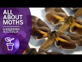 For the love of moths | Beneficial animals and insects | Gardening Australia