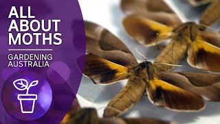 For the love of moths | Beneficial animals and insects | Gardening Australia