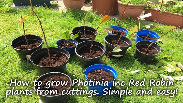 How to grow and root Photinia plants including Red...