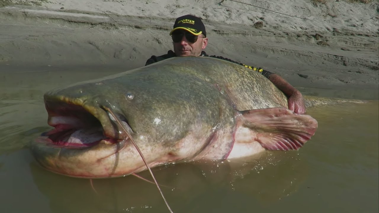 World record catfish 