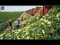 The Giant 2026 Harvest Has Started 🔥 Millions of Tons of Crops Are Being Collected Everywhere