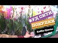 Обзор цветов в "ФУД СИТИ" с каналом RaVera