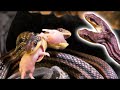 2つの頭があるヘビ