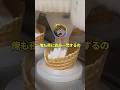 禰豆子「長女だから我慢できた」