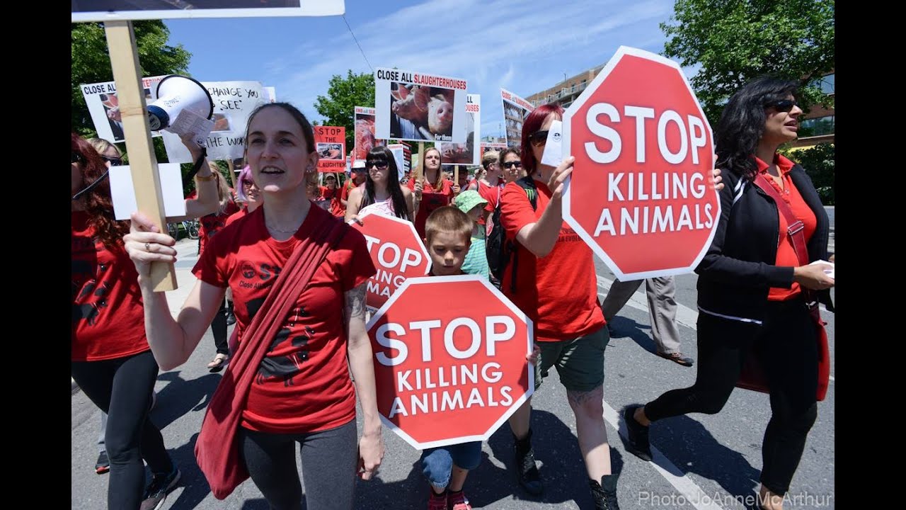 Stop Killing Animals Toronto March To Close Down All Slaughterhouses Stop Killing Animals Toronto March To Close Down All Slaughterhouses