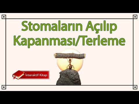 Video: Bitkilerde terleme süreci nasıldır?