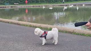 beautiful Dogs in park , Today Nice Wether in Scotland by Des pardes Official  10 views 3 weeks ago 1 minute, 8 seconds