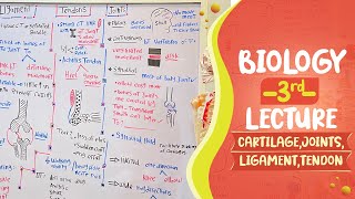 Biology(3) lecture 3 | Cartilages,Joints,Ligaments,Tendons المحاضره التالته أحياء لغات🥰