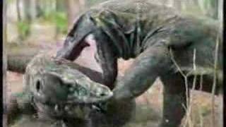 Komodo Dragon vs Komodo Doragon Komodo dragon vs Komodo doragon.