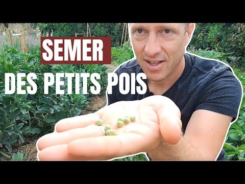 Vidéo: Planter des pois au printemps. Période de plantation des pois au printemps