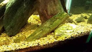 plecostomus petsmart