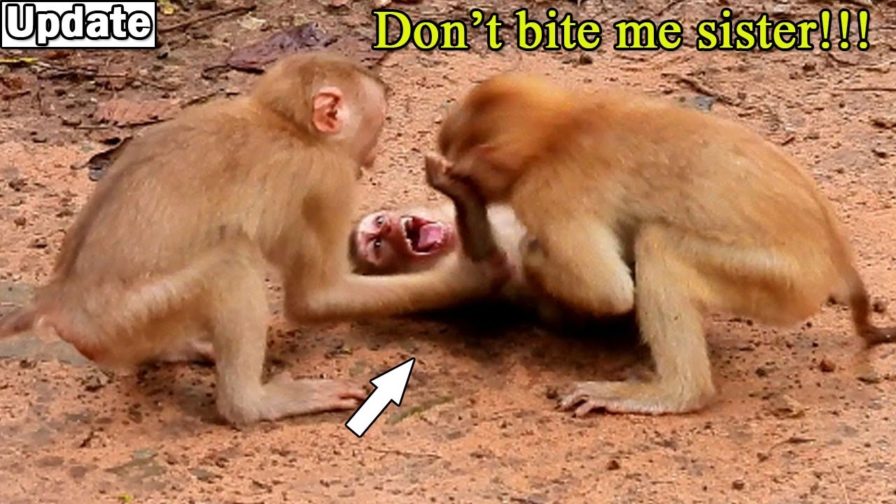 Poor baby monkey shout crying very scare just release by owner to Sovana team& got attacking by team