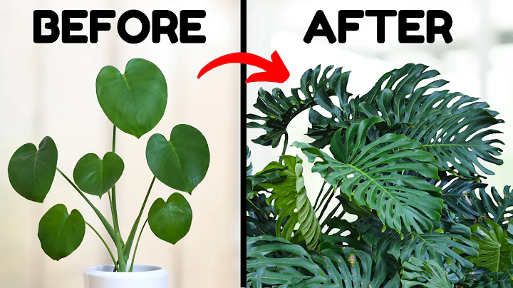 If I Only Knew These Monstera Tips 5 Years Ago - DayDayNews