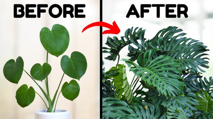 Monstera : comment le planter et l'entretenir ?