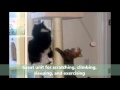 Buy Armarkat B5701 Classic Cat Tree | Shop Pet Cat Trees Now | #pets,#petproducts,#petsupplies