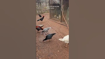 Mus Saib Qaib Thaib Ej Ej