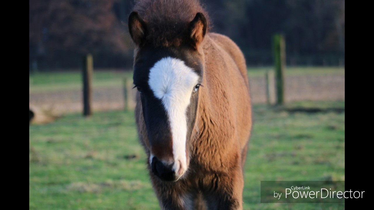 Skjanni *Verkaufspferd*