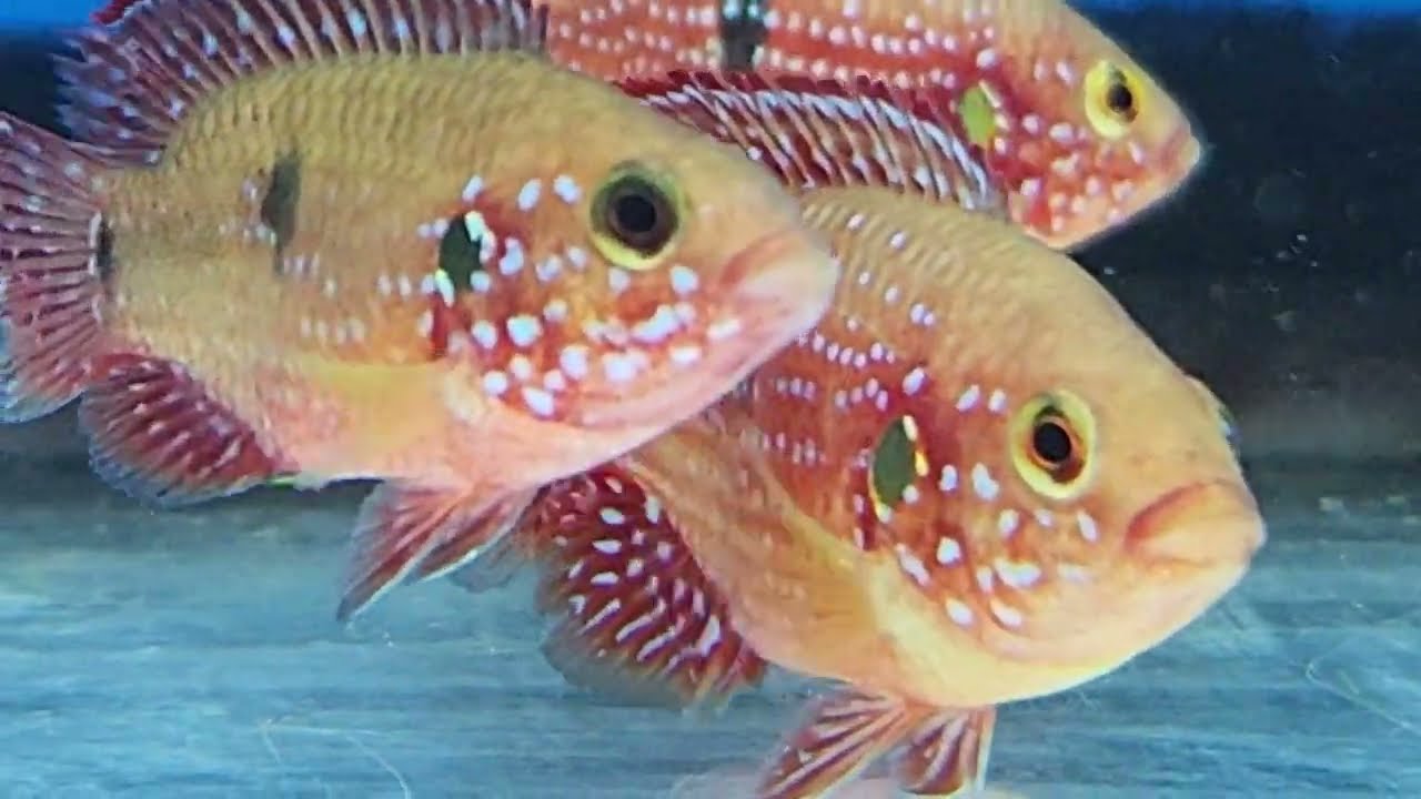 AFRICAN JEWEL FISHES IN 4K