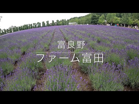 Lavender field of Farm Tomita  in Hokkaido