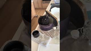 #cat #kitty #kitten #funnycats @spootenheim
