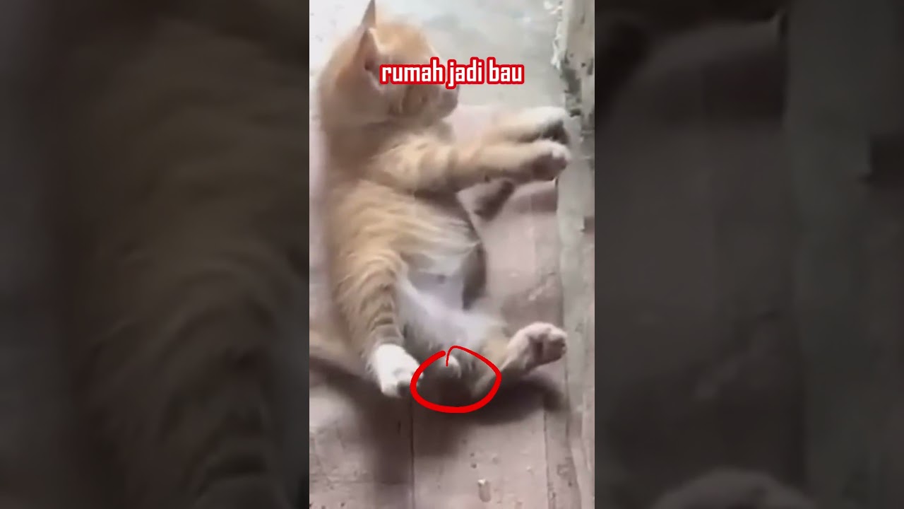 SOLUSI KUCING KENCING SEMBARANGAN