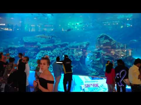 Dubai Aquarium | largest aquarium in the world.