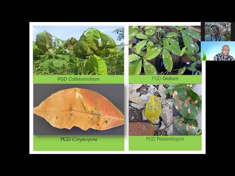Video: Adakah konifer menggugurkan daun?