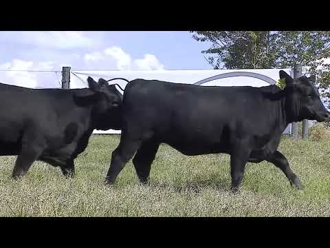 LOTE 11A E 11B - TEICB 3214   CB 3136