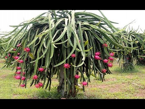 pitaya como plantar da plantio fruit dragon