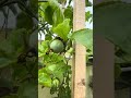 Pohon markisa madu berbuah #markisa #markisamadu