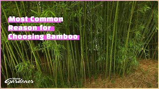 Choosing a bamboo variety | Volunteer Gardener