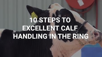 10 steps to excellent calf handling in the ring