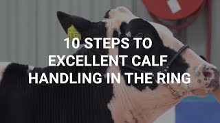 10 steps to excellent calf handling in the ring
