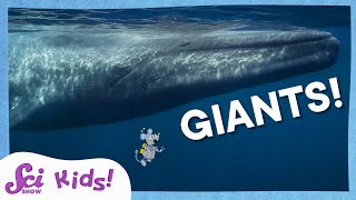 Real Life Giants! | SciShow Kids Compilation