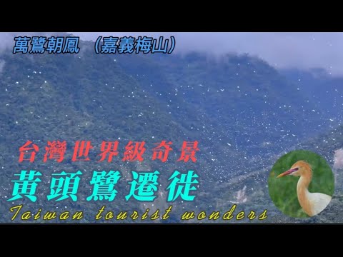 黃頭鷺南遷 世界級奇觀新祕境 全台唯一萬鷺朝鳳 嘉義梅山 世界級候鳥南遷生態奇觀 Taiwan tourist wonders #候鳥 #鳥 #黃頭鷺 #嘉義 #旅遊 #秘境 #travel