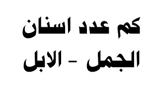 كم عدد اسنان الجمل - الابل