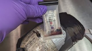 Slidell Police tout record fentanyl bust