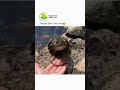 #frog #frogs #frogdog #cutefrog #cutefrogs#frogsofinstagram #froggy #froggy_explorers #frogmemes