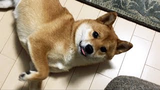 柴犬と だるまさんが転んだ をしたら想像以上にかわいかった 柴犬ライフ Shiba Inu Life