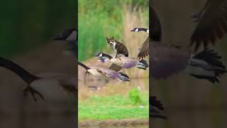 아니 이게 진짜 가능하다고!? #shorts #쇼츠 #웃긴영상 #웃긴동영상 #funny #面白い #tiktok #tiktokvideo