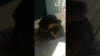 Rottweiler Scratching ASMR#Shorts #rottweiler