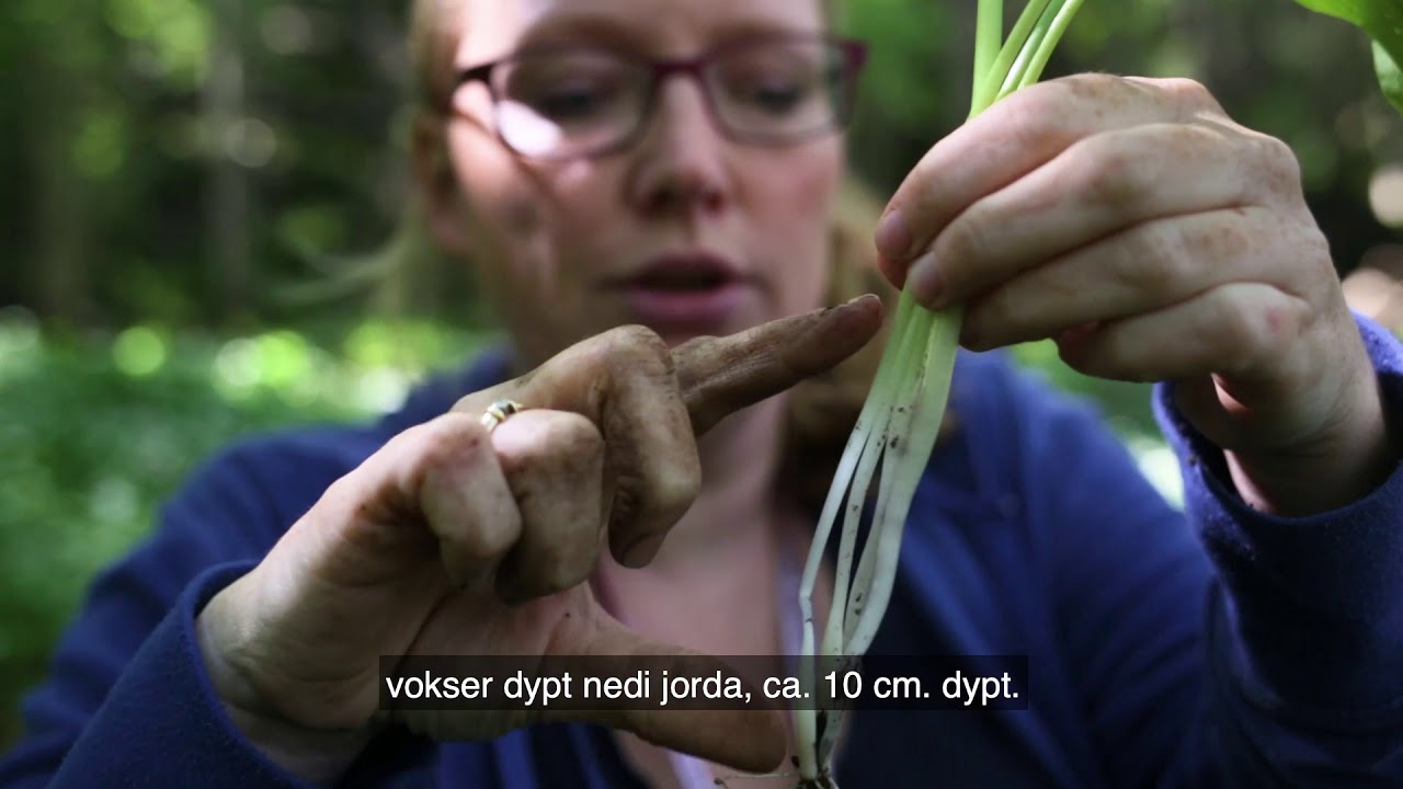 Løkfamilen: Spiselig planter i norsk natur